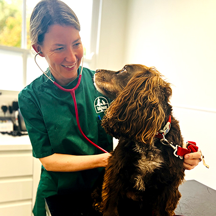 A photograph of Dr Katie with a Cocker Spaniel at Park House Vets in Stafford