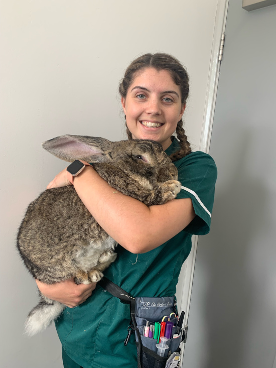 A photograph of nurse Jess with a large Continental rabbit at Park House Vets Stafford.