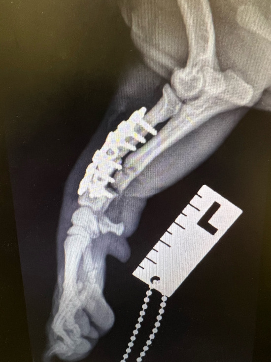 A radiograph of an angular limb deformity that has been corrected at Park House Vets in Stafford