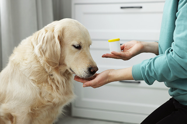A photograph of a Golden Retriever being administered medication
