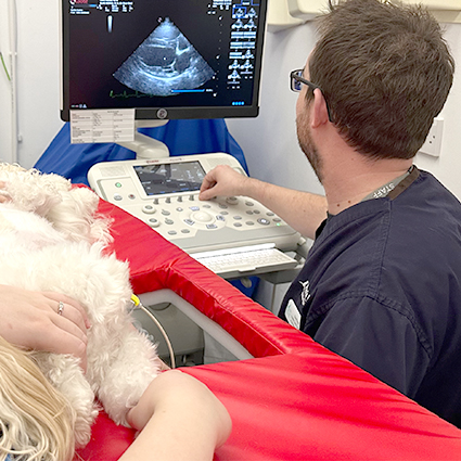 A photograph of Dr Geoff performing echocardiophraphy at Park House Vets Stafford
