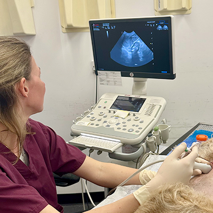 A photograph of Dr Katie performing an ultrasound guided tru-cut biposy at Park House Vets Stafford.