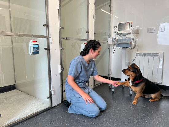 A photograph of the walk in dog kennels at Park House Vets in Stafford