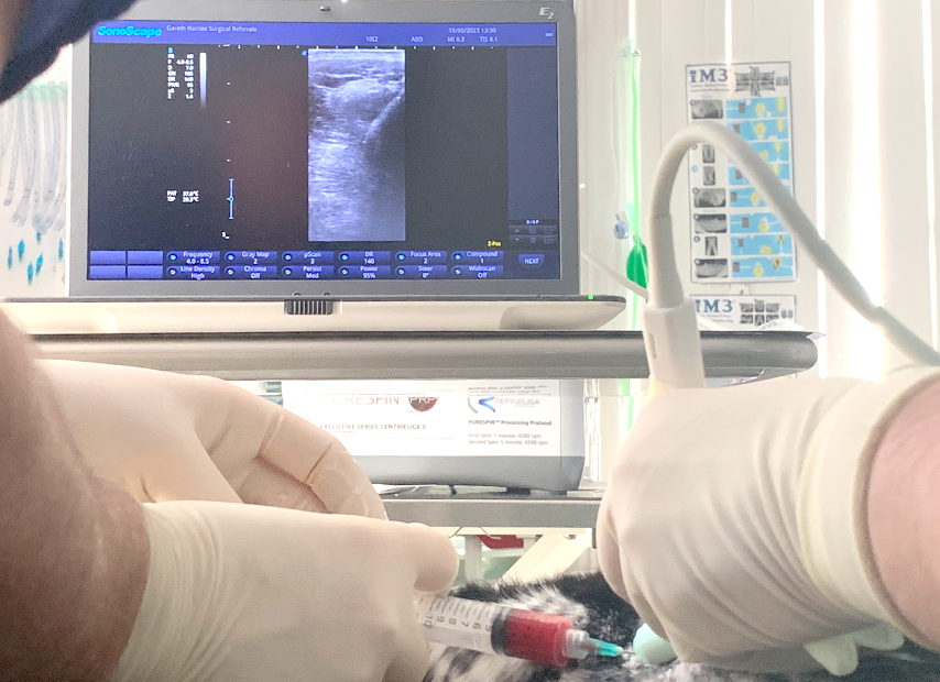 A photograph of PRP being injected into a tendon under ultrasound guidance at Park House Vets Stafford