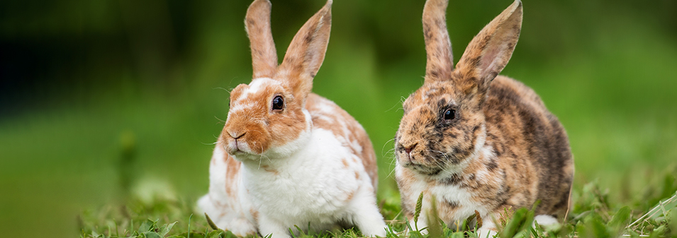 Park House Veterinary Centre Cares For All Animals Including Rabbits