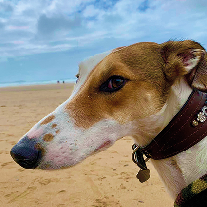 A photograph of a Dr Katies pet Lurcher on a beach