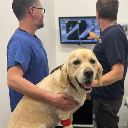 A photograph of Dr Nick and Dr Ben discussing a radiograph of a Golden Retriever.